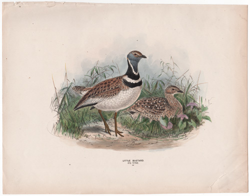 LITTLE BUSTARD OTIS TETRAX